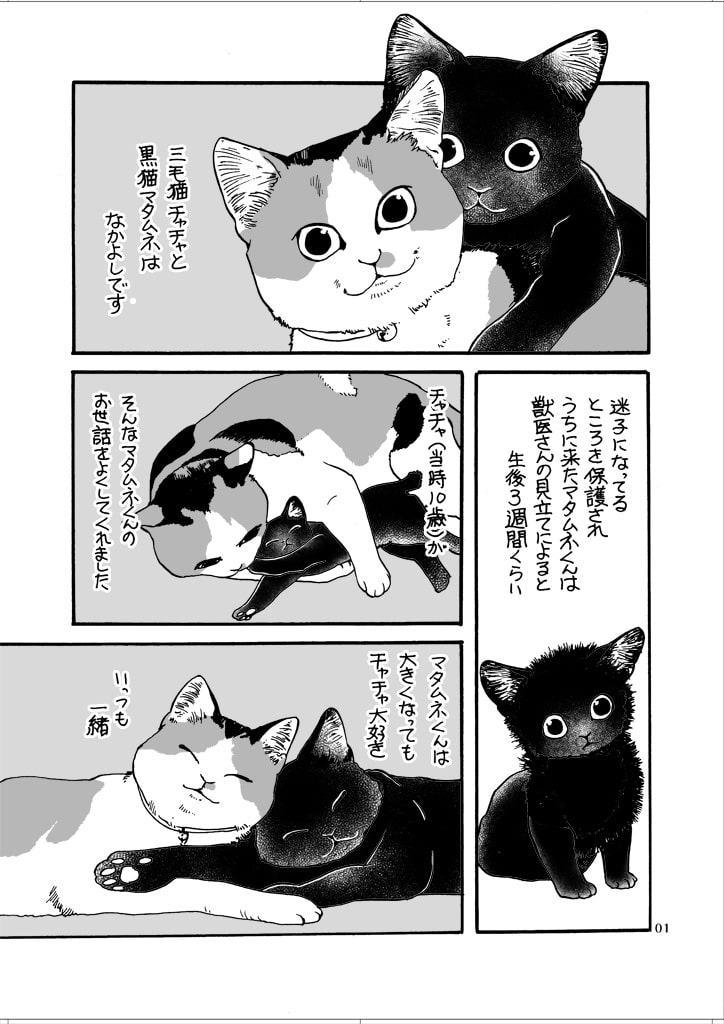 ねこと