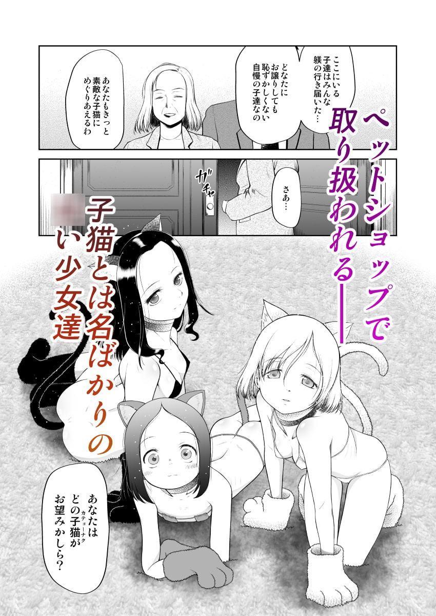 ペットショップの子猫