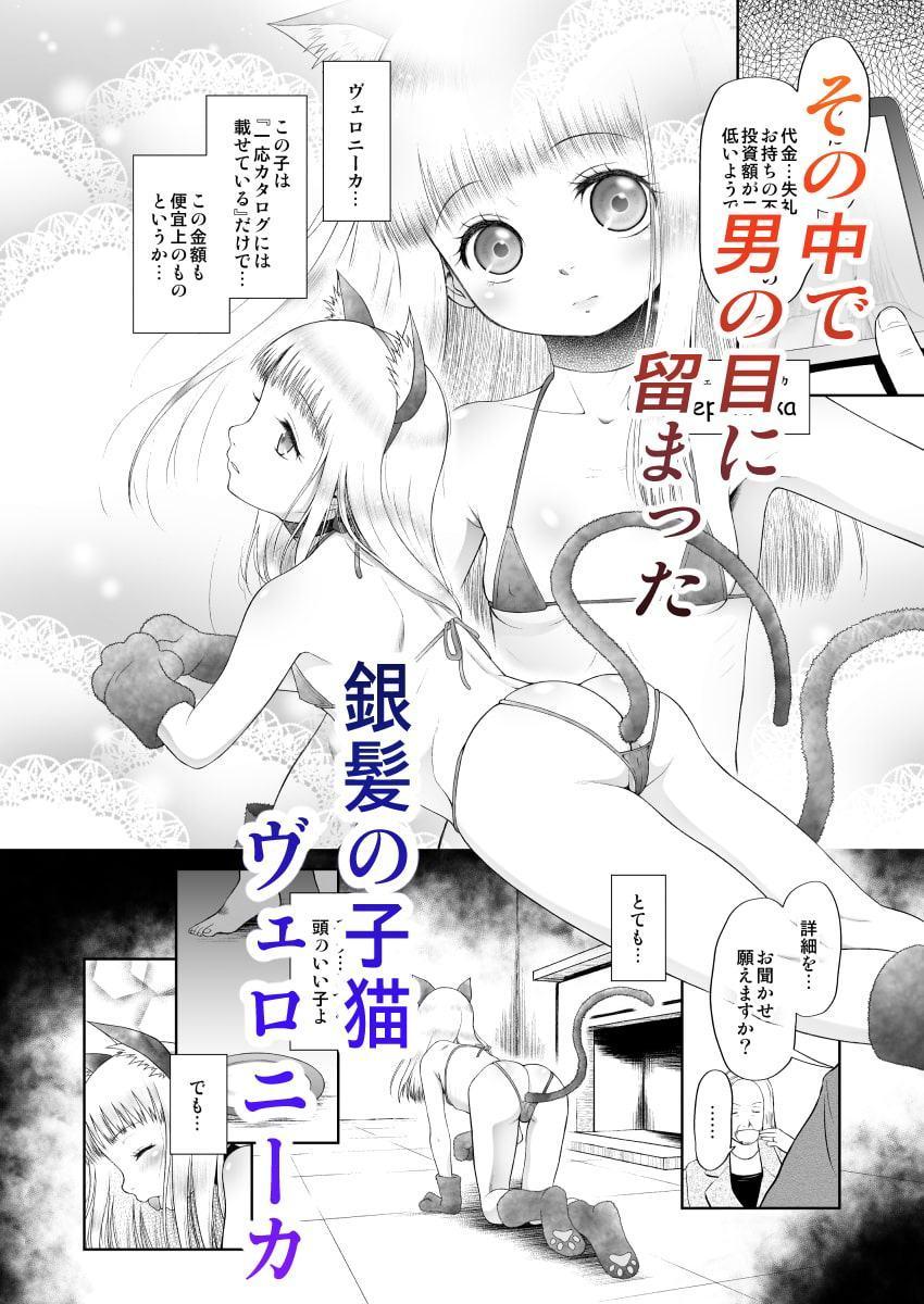 ペットショップの子猫