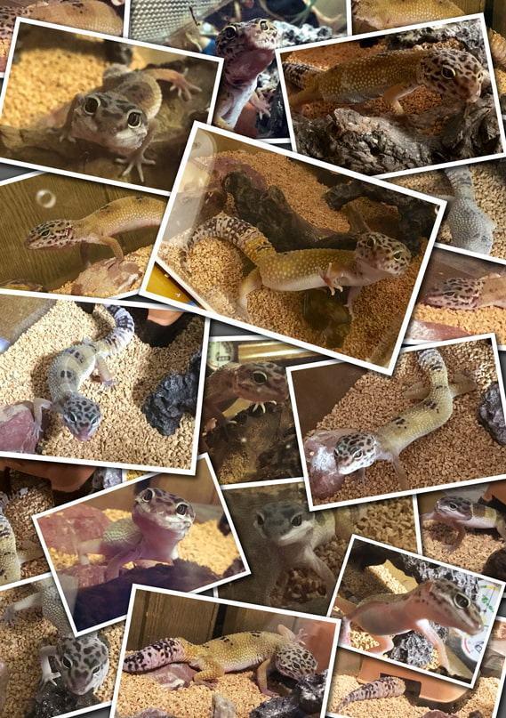 とらまるくん成長日記-出会い編-