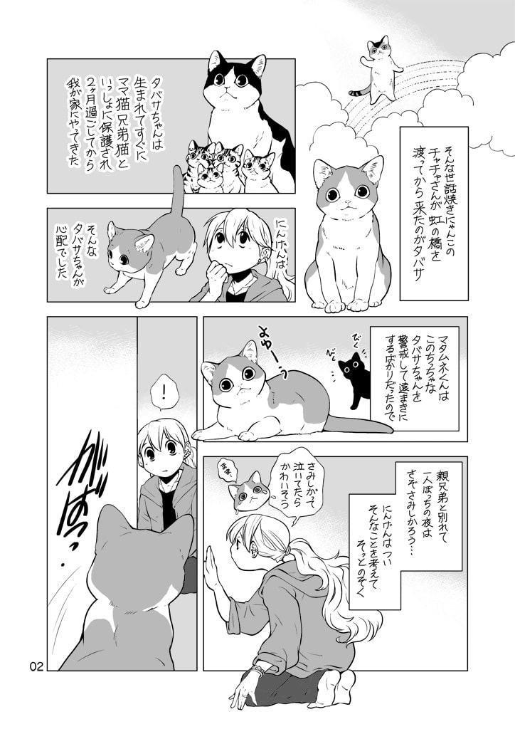 ねこと暮らすにんげん