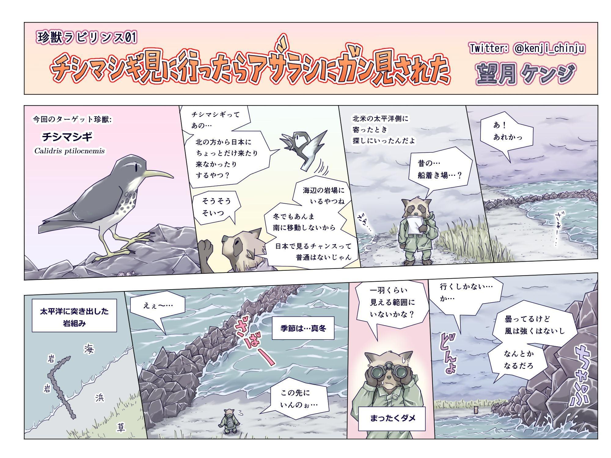 チシマシギ見に行ったらアザラシにガン見された