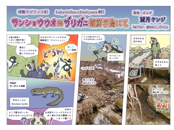 サンショウウオ対ザリガニ朝鮮半島にて