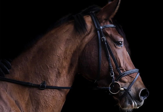 《獸交一家 · 新》完整版 (繁體中文)