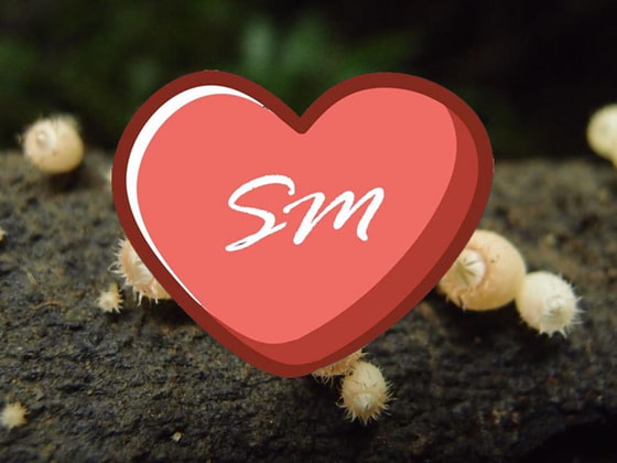 英語小説ーplantia the origin of this Brave New World