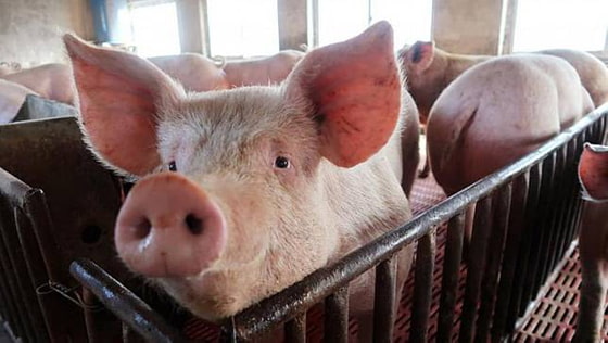 薇薇瘋狂的獸交行為2——就醫篇 繁體中文