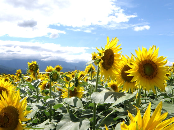 【 ボーカル素材曲 】向日葵のエチュード