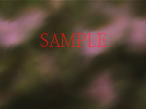 著作権フリー背景CG素材「テニスコート」