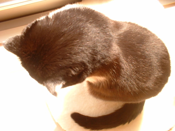 犬と猫の鳴声 猫動物病院に行く 効果音にもOK