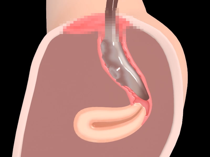 たこいかランド