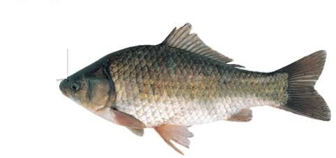 この世の理～女の本性～