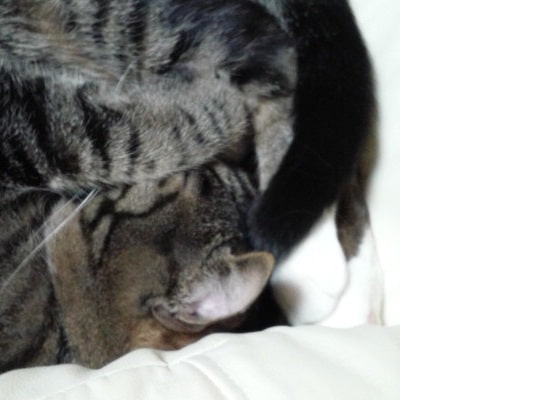 【猫村いろはv4】むちゅ～な猫