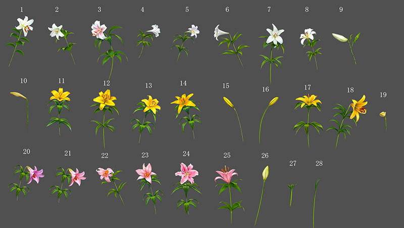 ゆりの野原とゆり素材
