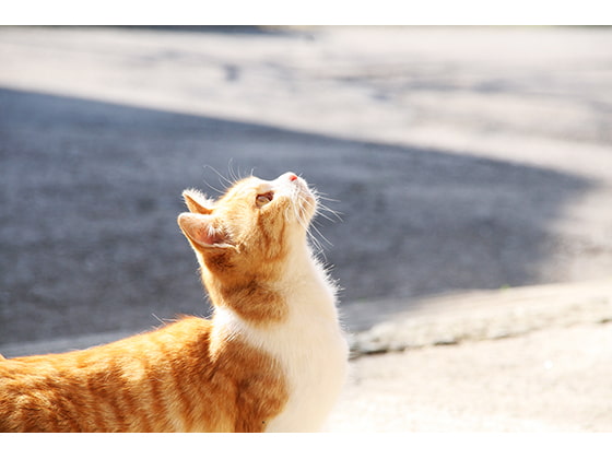 よりぬきBGMセレクトvol1