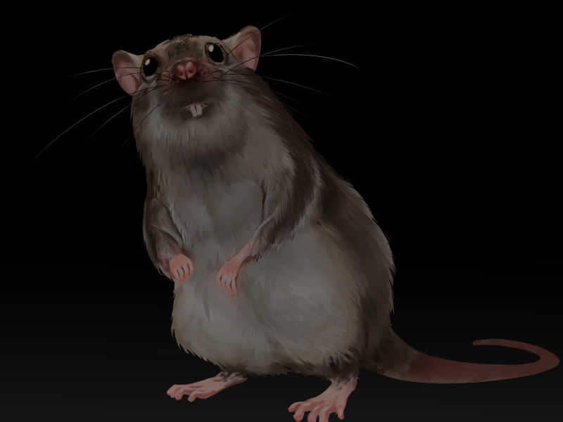 ドブネズミは人間の少女に恋をした