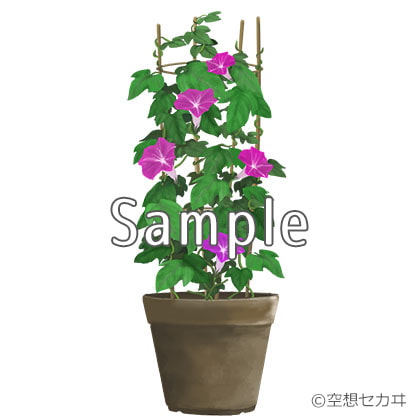 フリー小物素材/朝顔