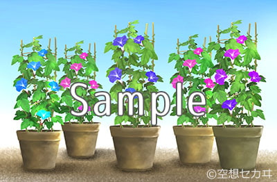 フリー小物素材/朝顔