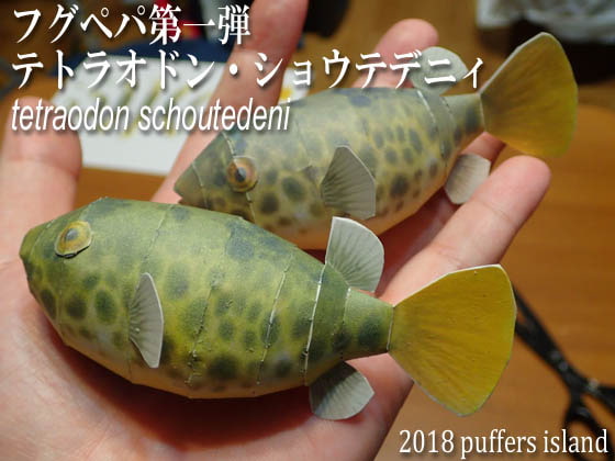 フグペパ:テトラオドン・ショウテデニィ