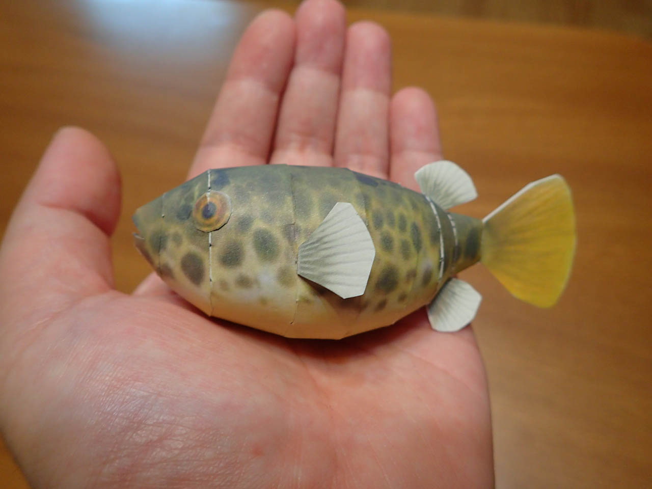 フグペパ:テトラオドン・ショウテデニィ