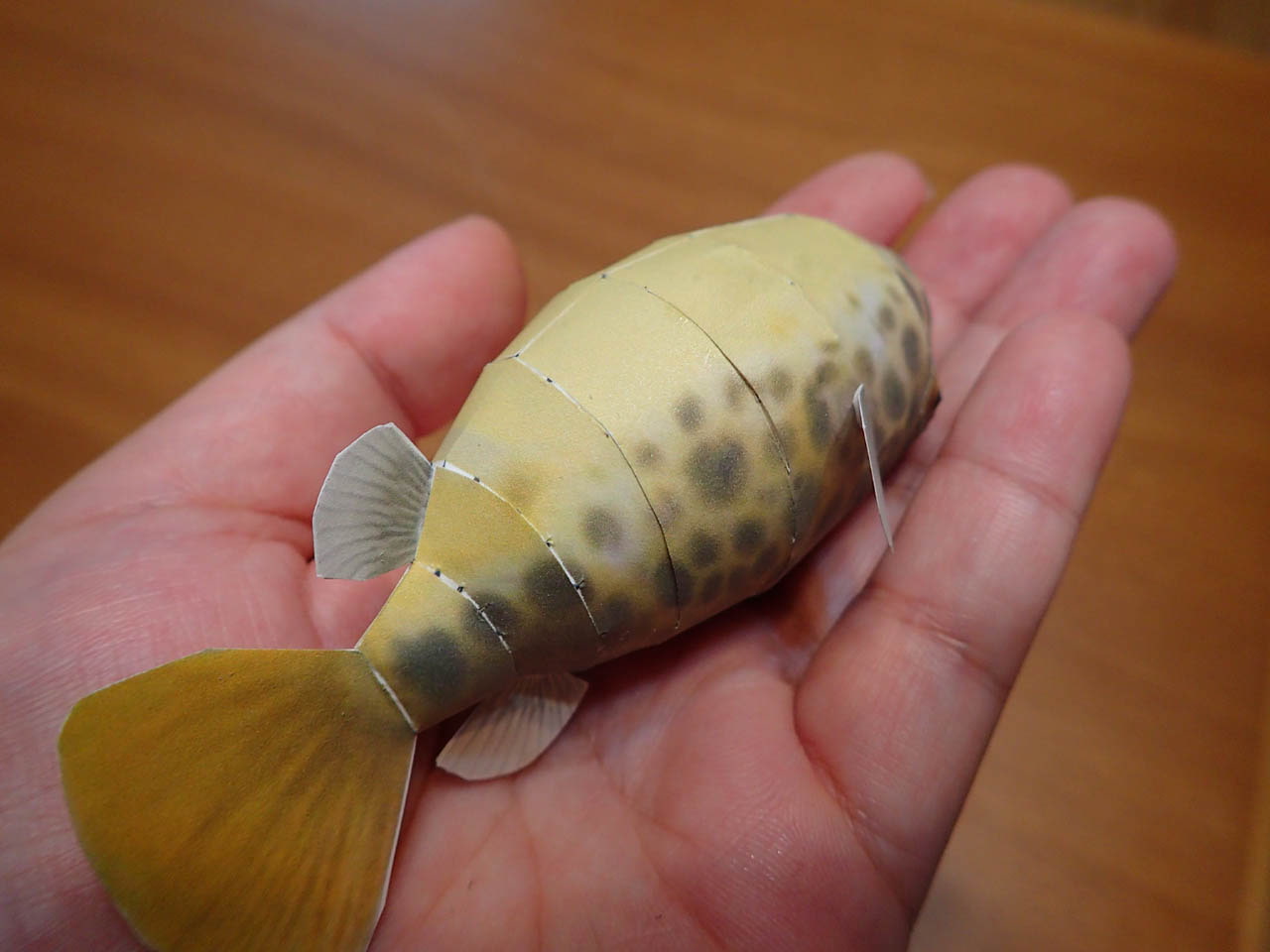 フグペパ:テトラオドン・ショウテデニィ