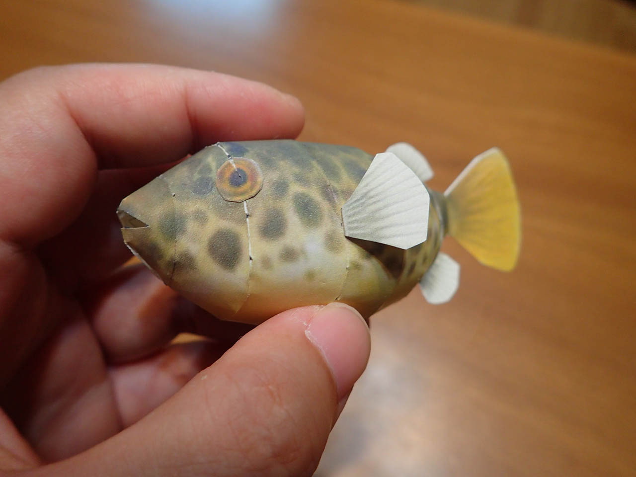 フグペパ:テトラオドン・ショウテデニィ