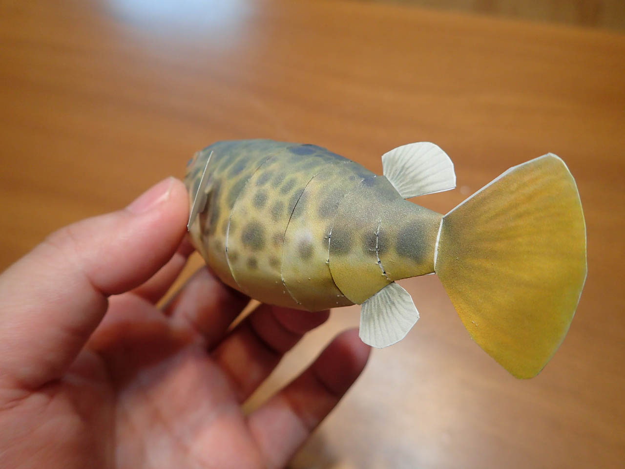 フグペパ:テトラオドン・ショウテデニィ