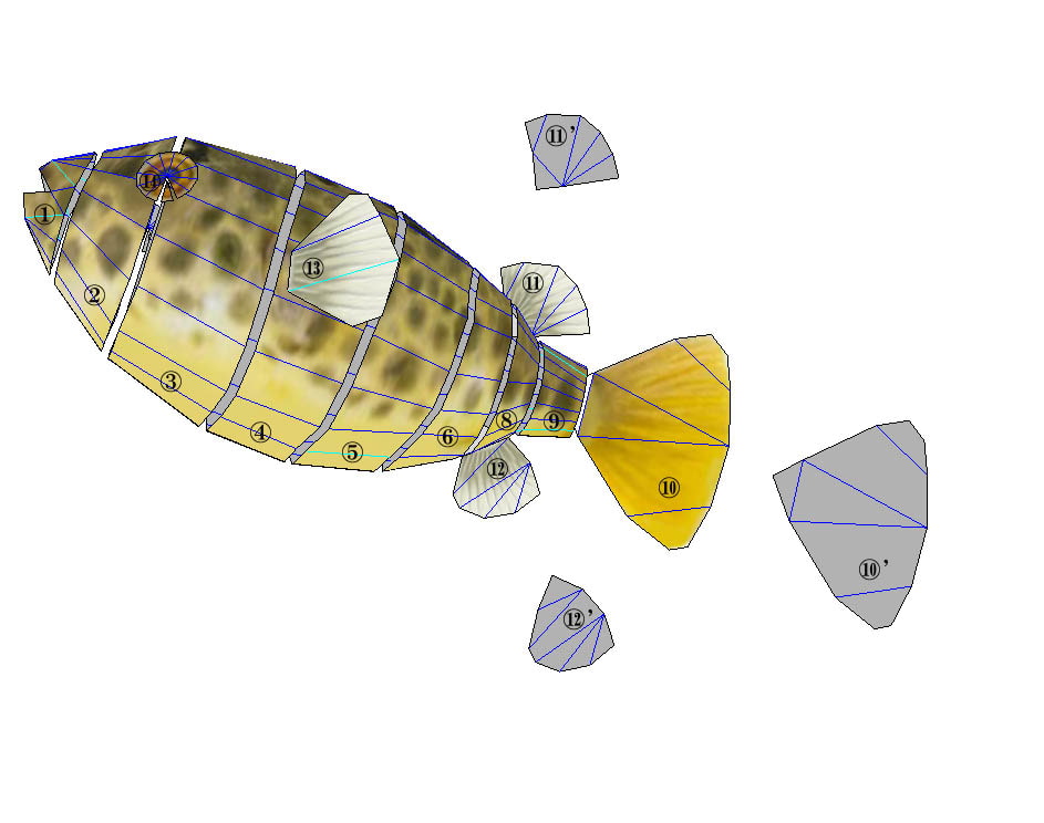 フグペパ:テトラオドン・ショウテデニィ