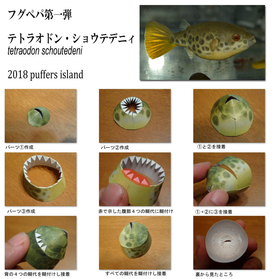 フグペパ:テトラオドン・ショウテデニィ