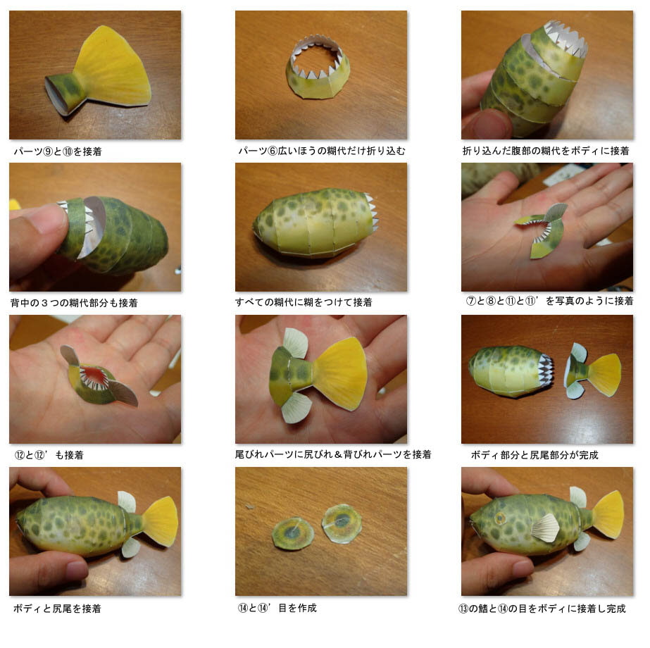 フグペパ:テトラオドン・ショウテデニィ