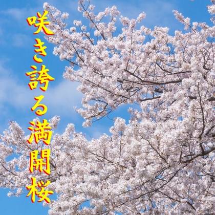 咲き誇る満開桜