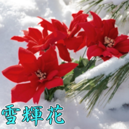 雪輝花