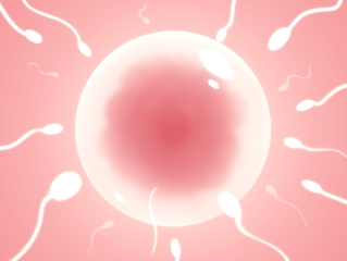 ネコミミ人妻と生交尾