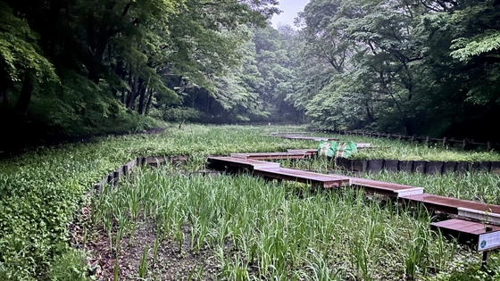 水音とシュレーゲルアオガエル 06:53PM(HPLバイノーラル)