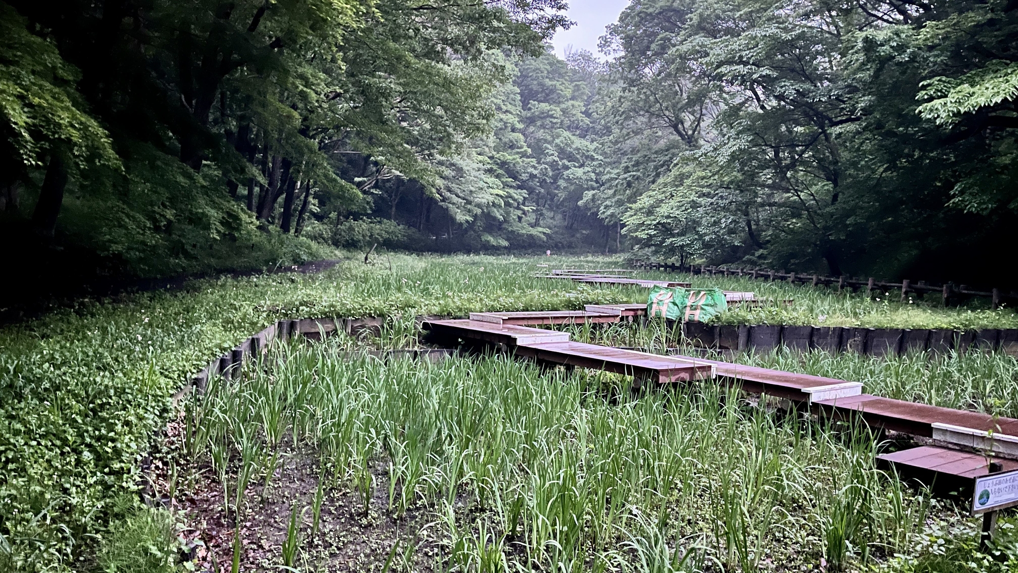 水音とシュレーゲルアオガエル 06:53PM(HPLバイノーラル)