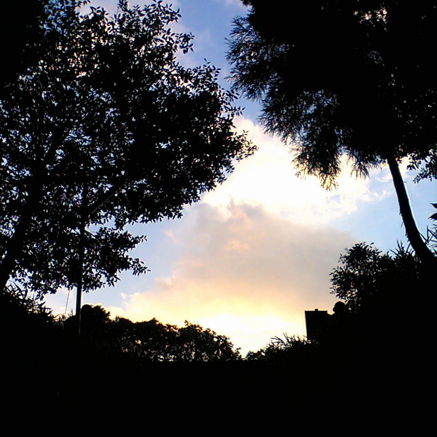 蝉の声02(バイノーラル録音)