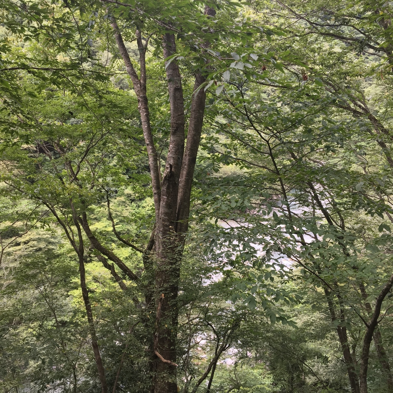 丹沢湖 - 蝉の声01 (バイノーラル録音)