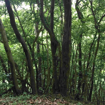 押方 - 雨の森01 (バイノーラル録音)