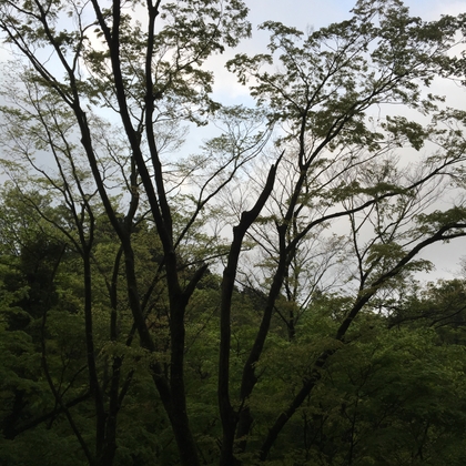 富士宮 / 白糸滝 - 野鳥01#4 (HPLバイノーラル)