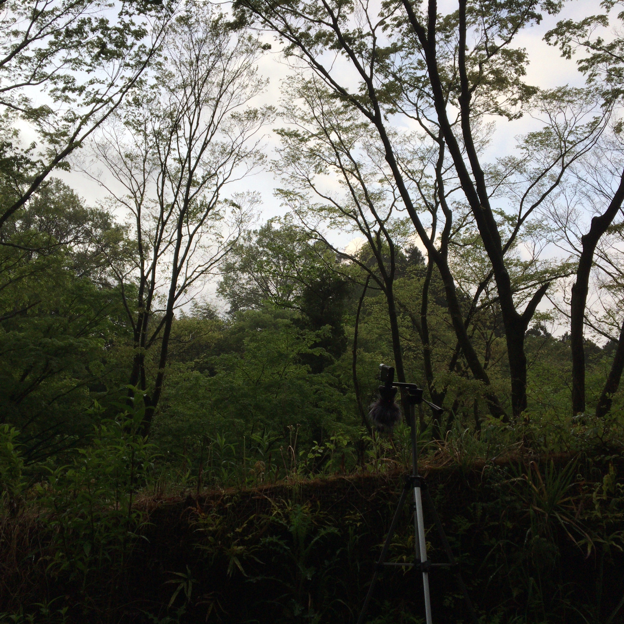 富士宮 / 白糸滝 - 野鳥01#4 (HPLバイノーラル)