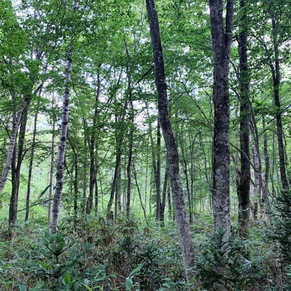 戸隠森林植物園 - 野鳥04B (HPL2 バイノーラル)