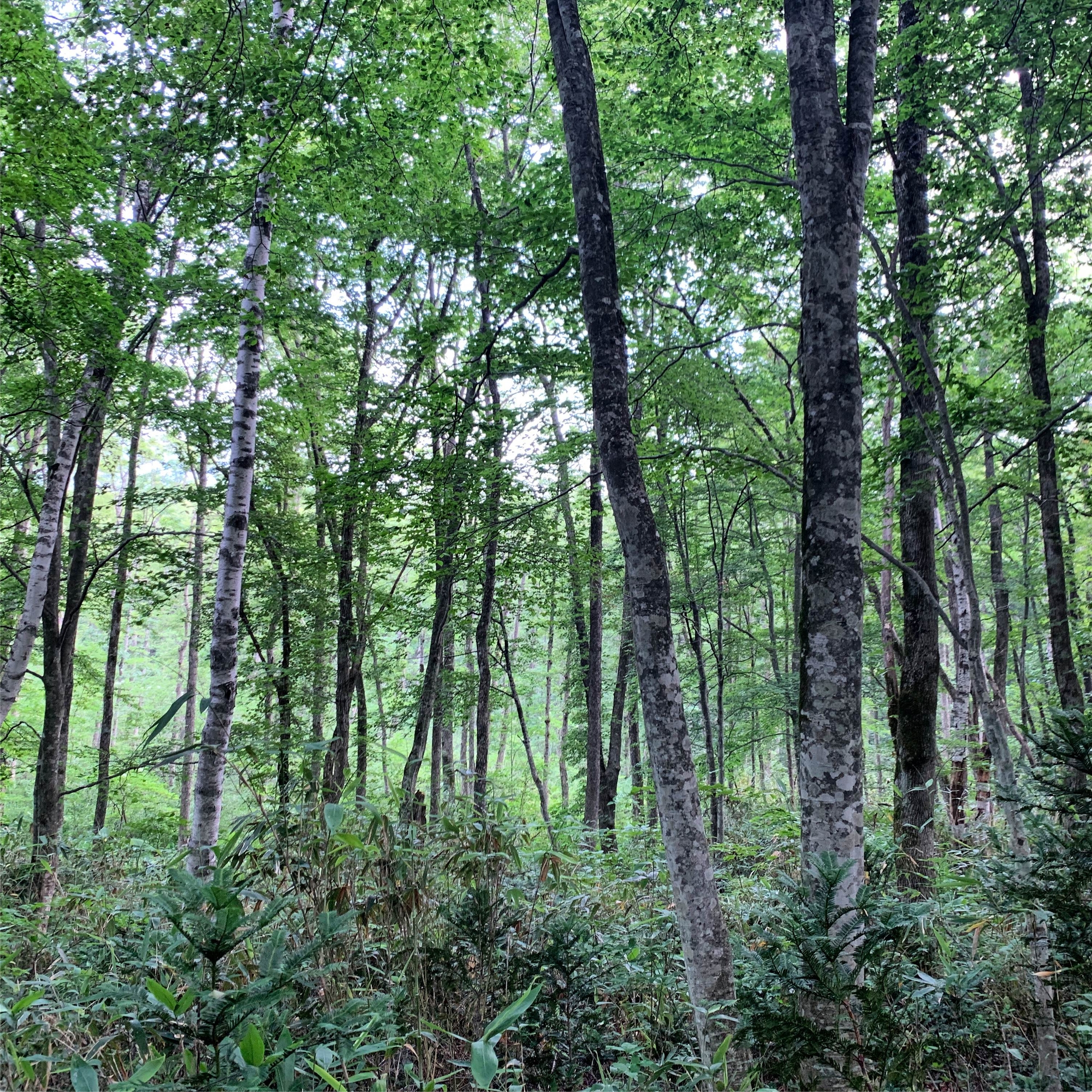 戸隠森林植物園 - 野鳥04B (HPL2 バイノーラル)