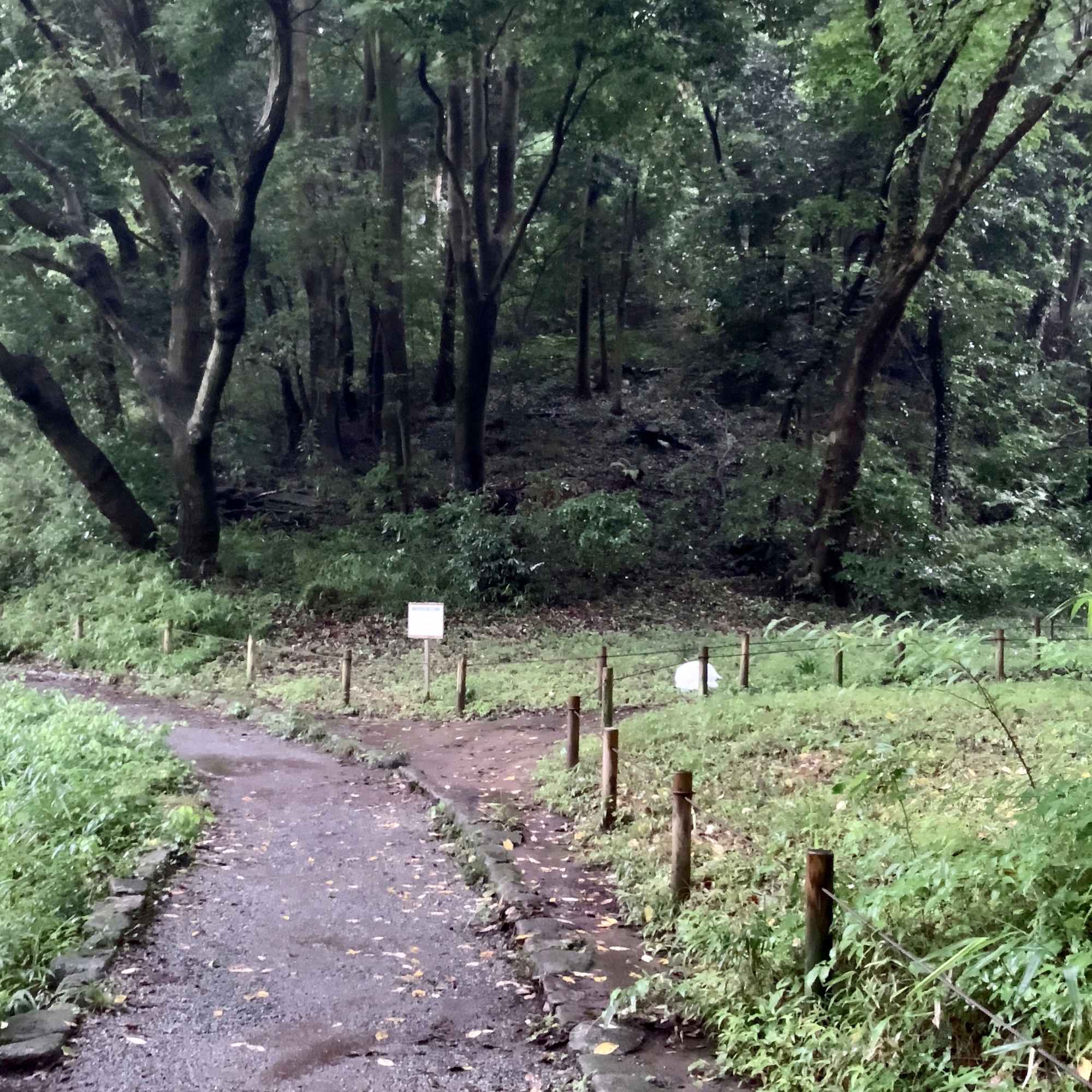 四季の森公園 - 雨05B(HPL2 バイノーラル)