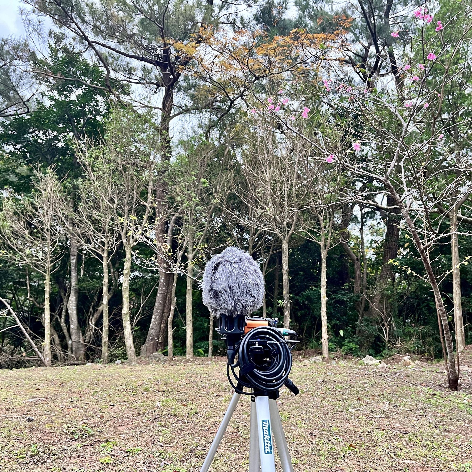 久米島 - アーラ林道 07:59am 20230204 (HPLバイノーラル)