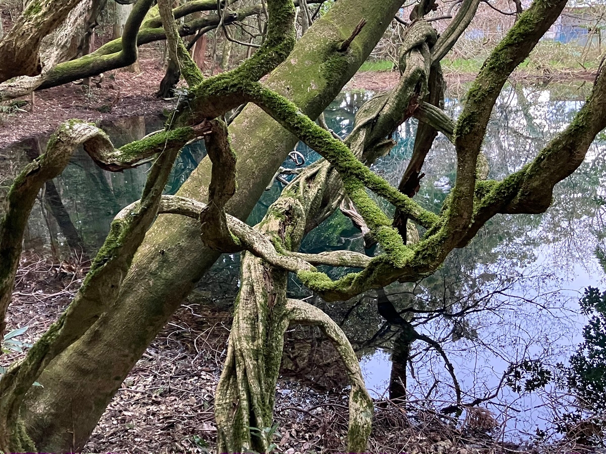 耳舐め&耳ふーサンドイッチ 田舎の癒し ～山形県遊佐町音源～ 【耳恋なかさん&そよかぜみらいさん/安眠特化/環境音現地収録】