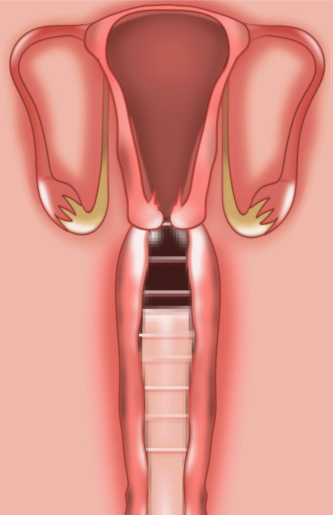 動く‼︎妊娠もの断面図もの まとめ
