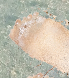 巨大女子とお姉さん