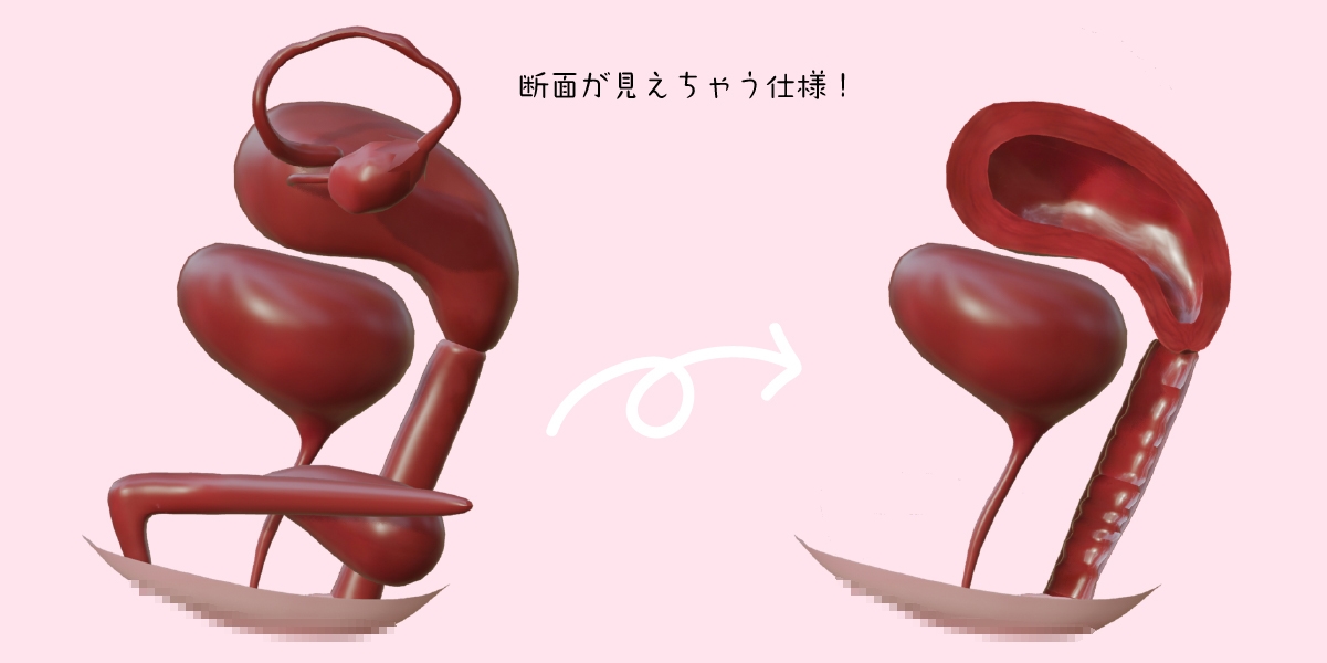 女性器内部構造モデル – Preview 3